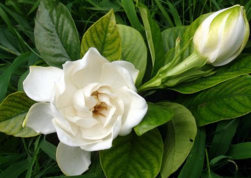 四川栀子花